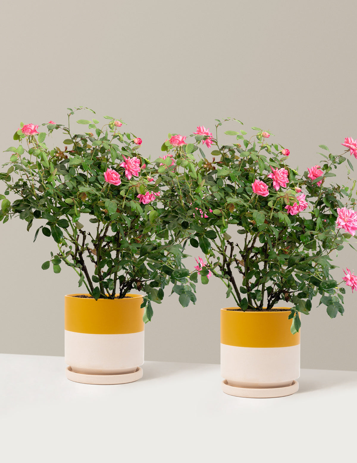 Pink Double Knock Out® Rose