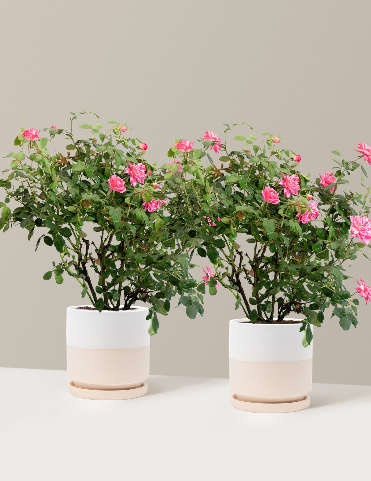 Pink Double Knock Out® Rose