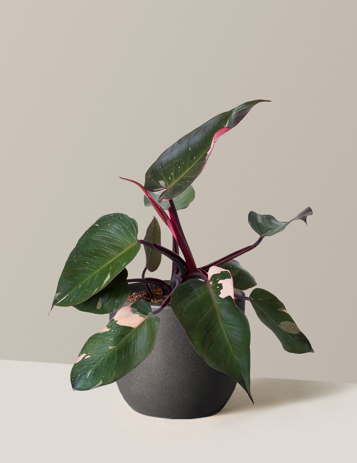 Philodendron Pink Princess