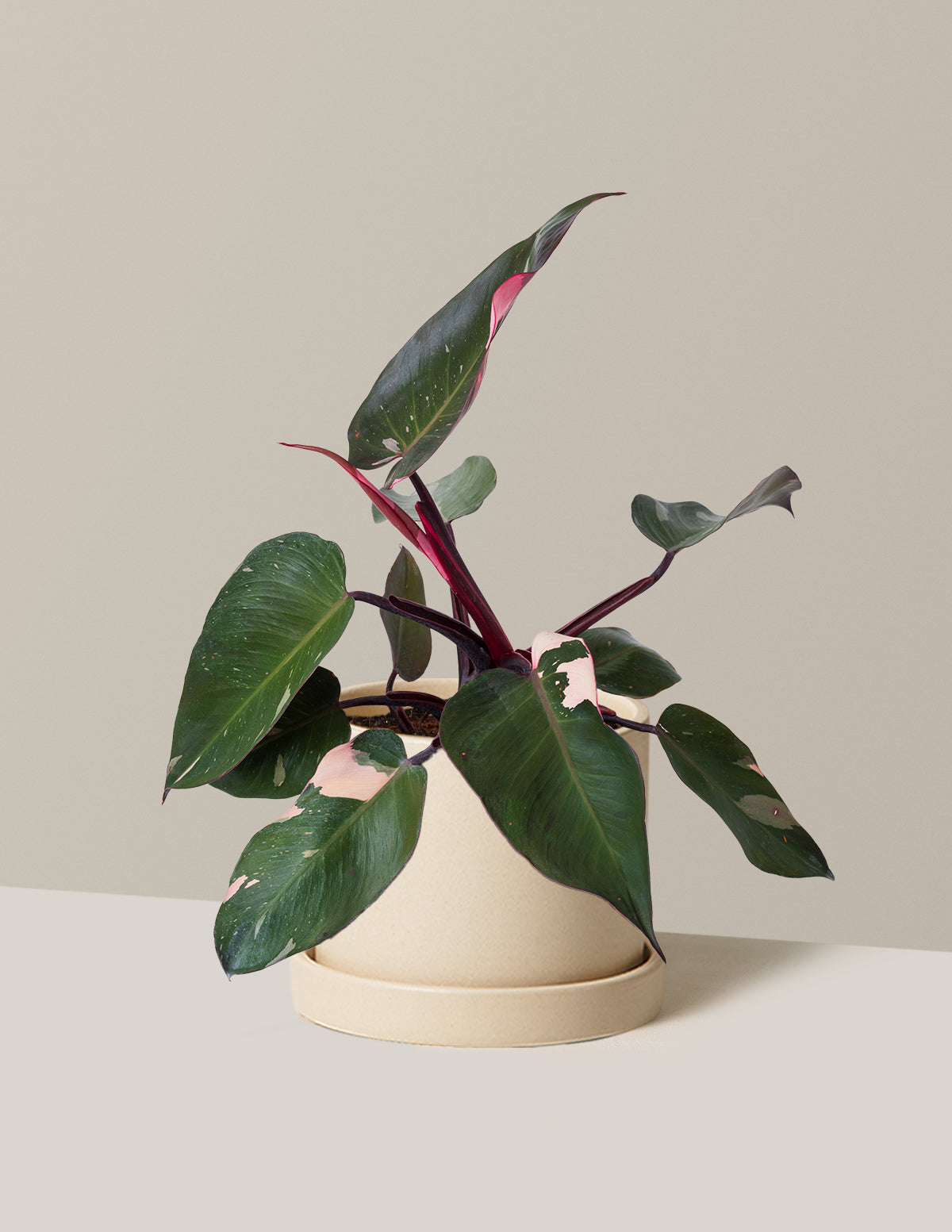 Philodendron Pink Princess