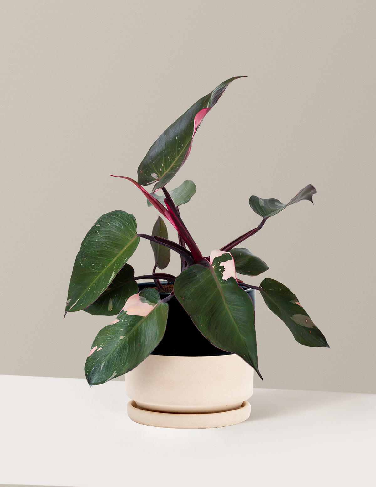 Philodendron Pink Princess