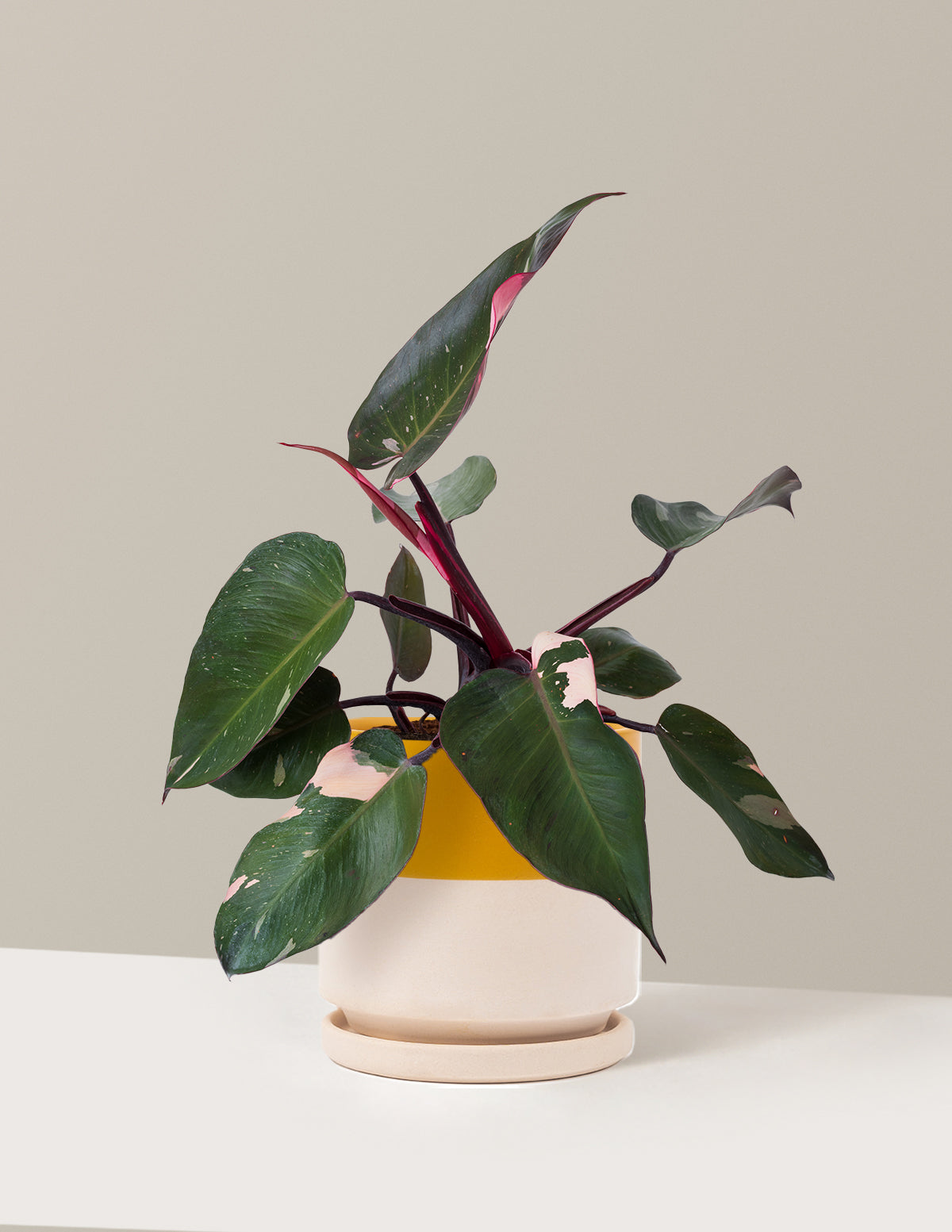 Philodendron Pink Princess