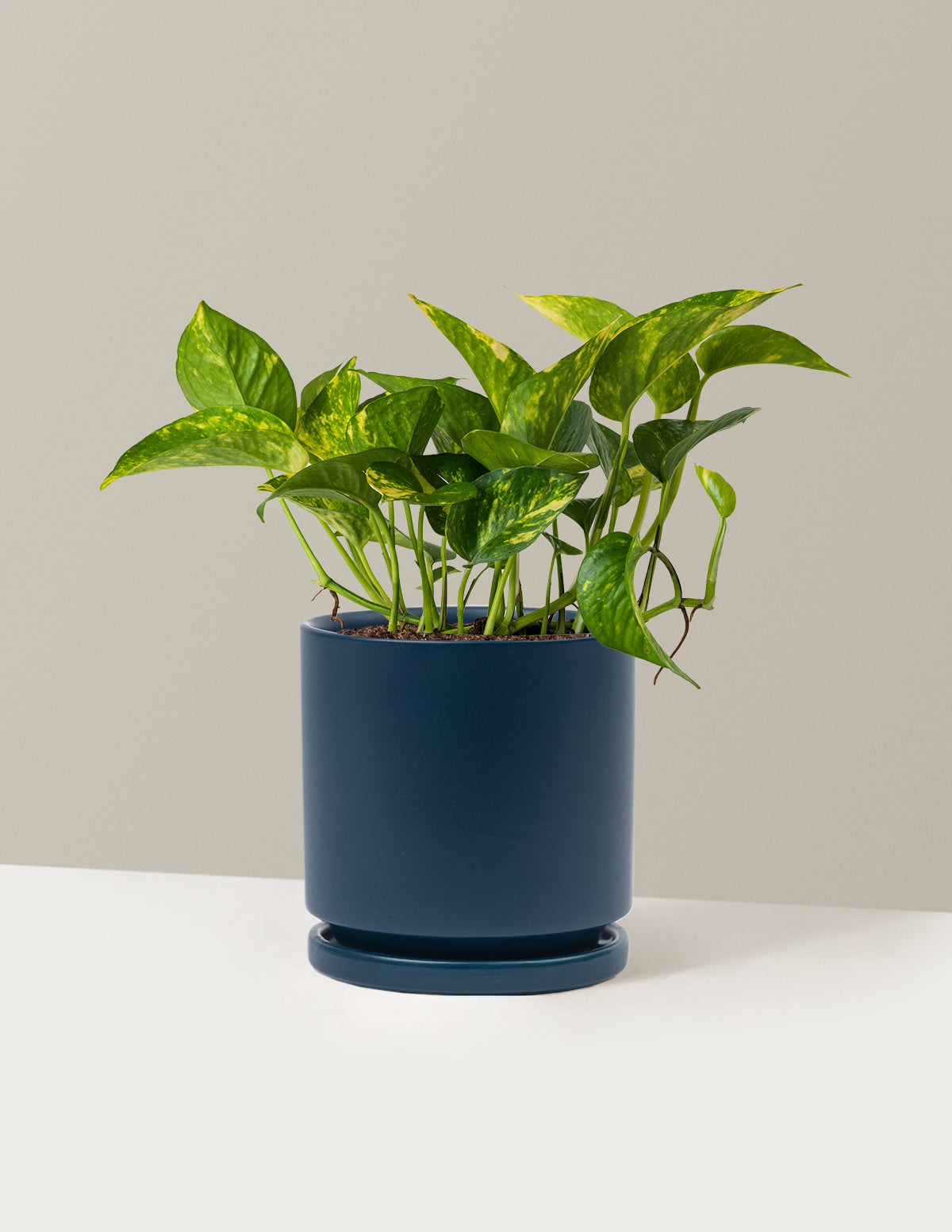 Plant Of The Month Club