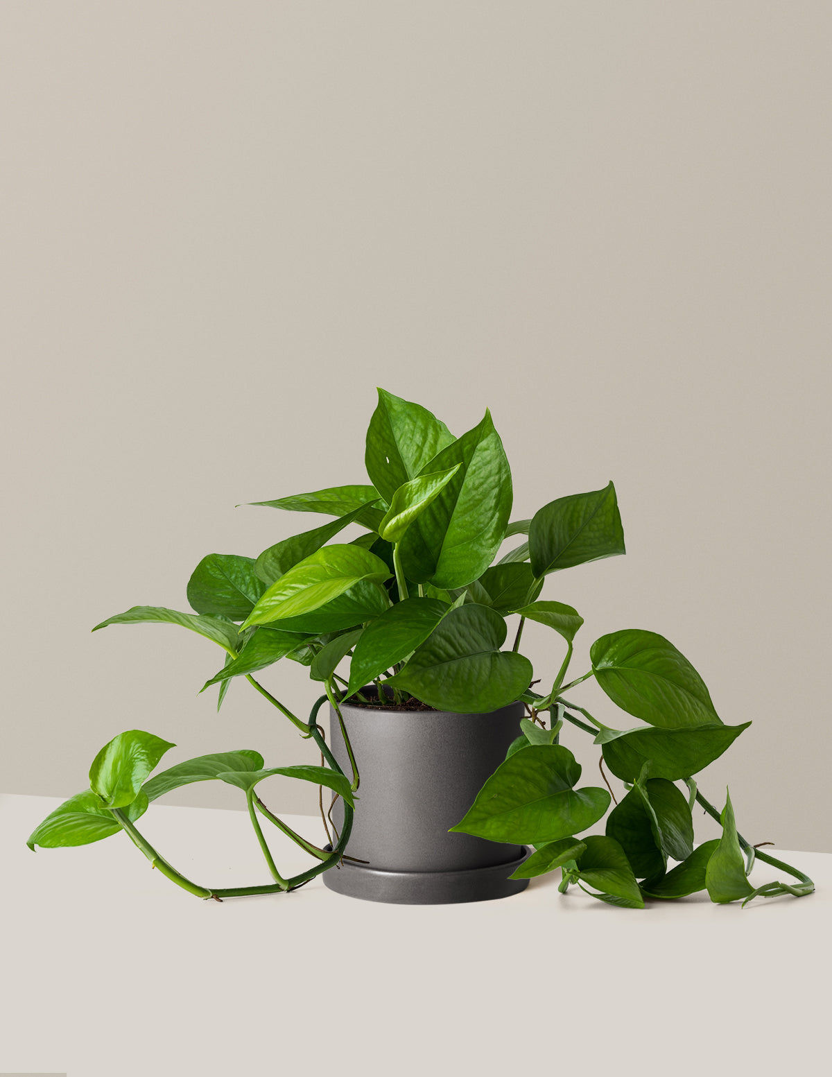 Jade Pothos