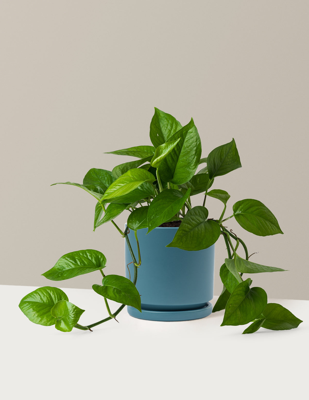 Jade Pothos