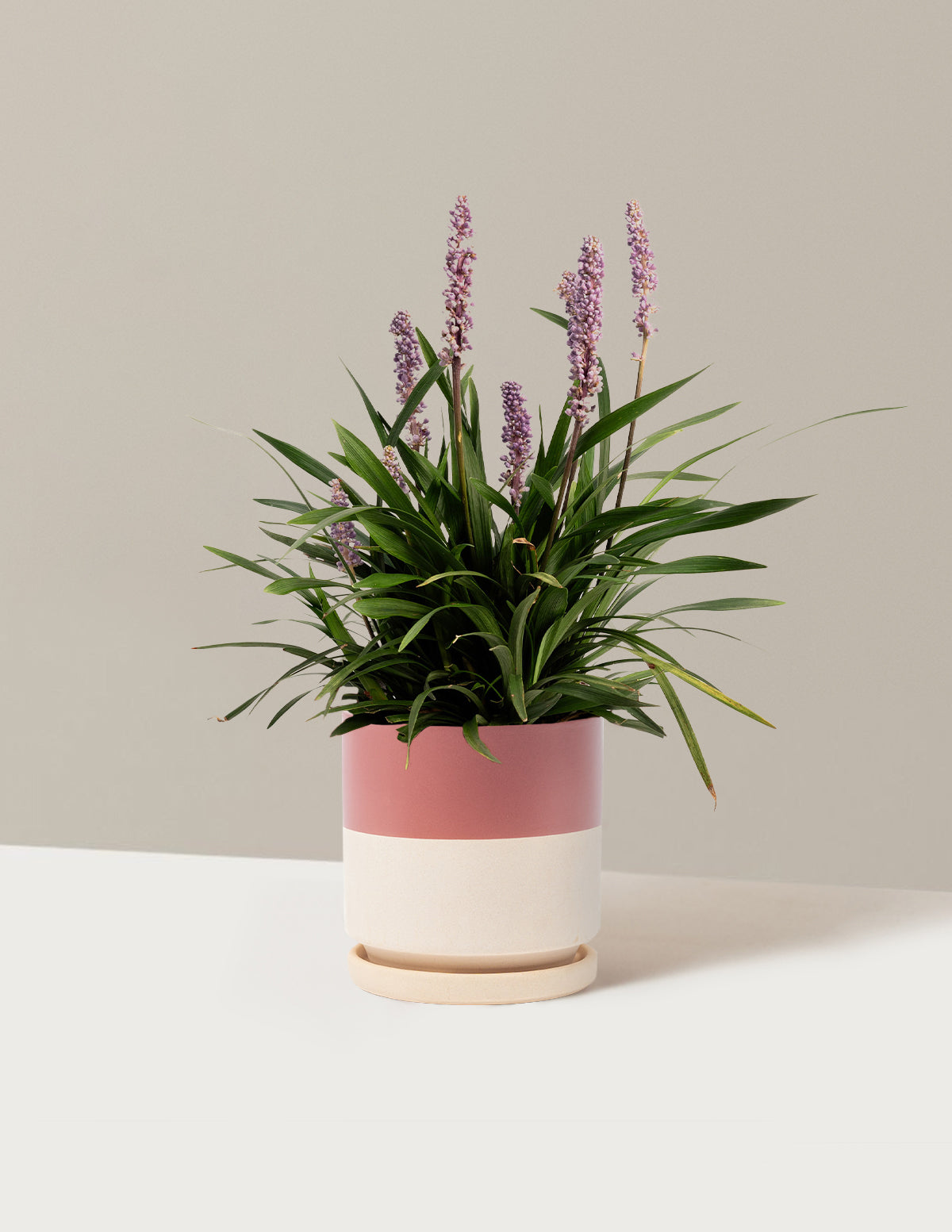 Purple Explosion™ Lilyturf