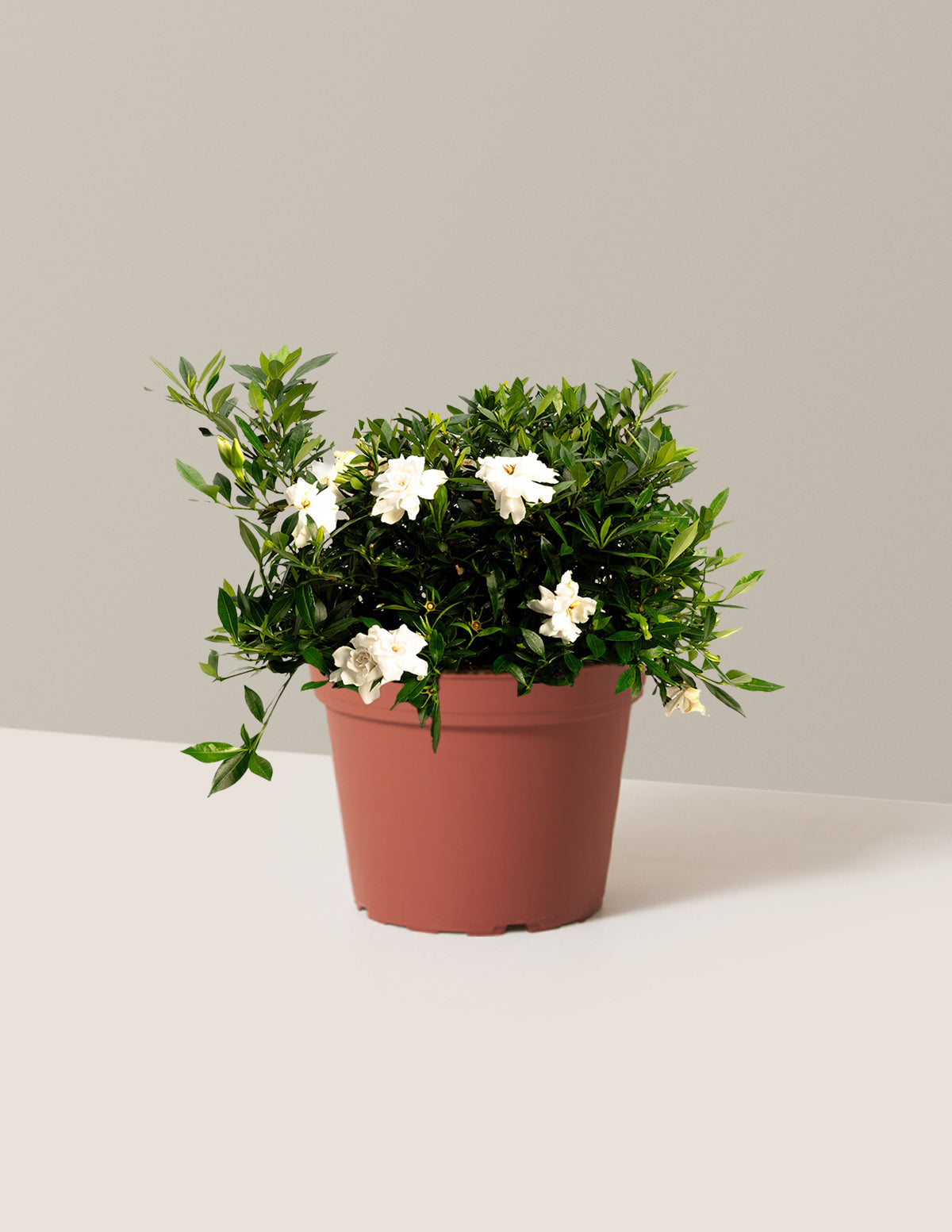 Radicans Gardenia