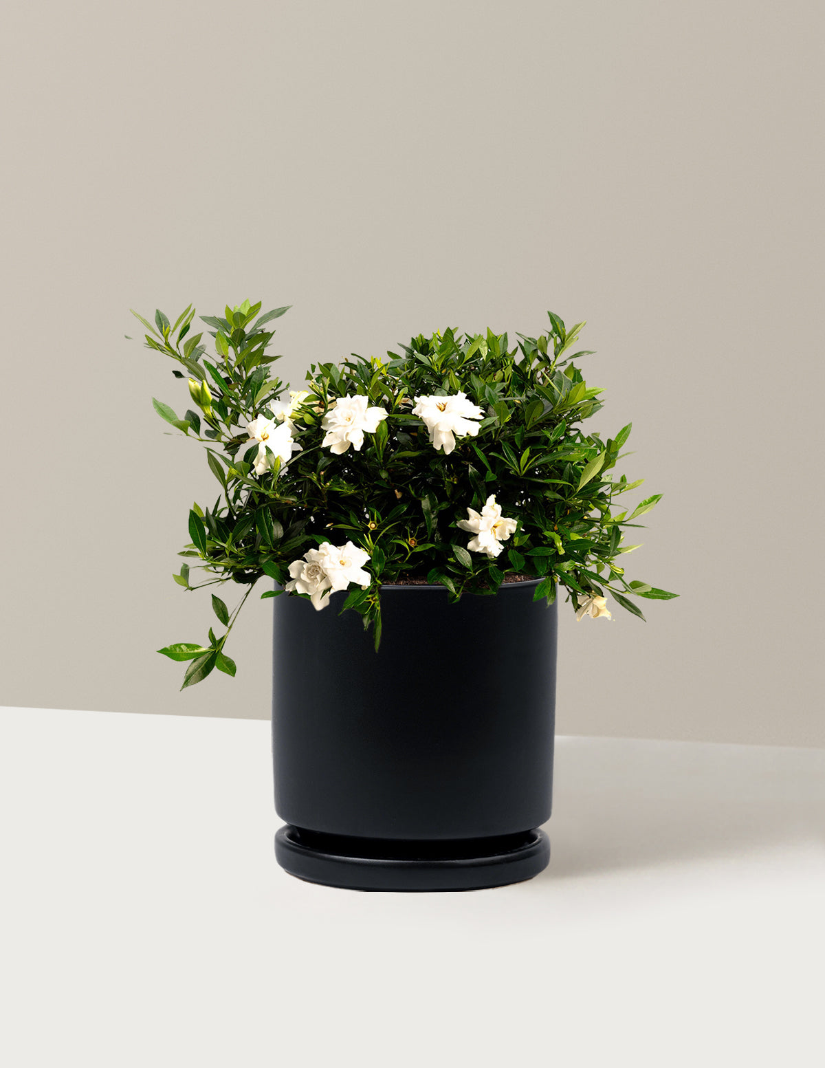 Radicans Gardenia
