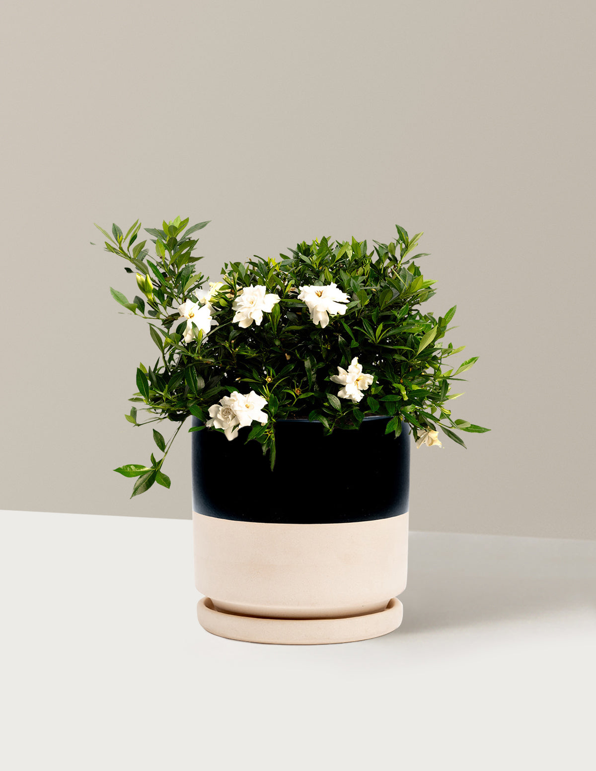 Radicans Gardenia