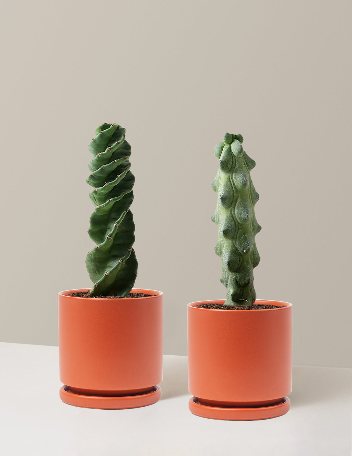 The Rare Cactus Duo