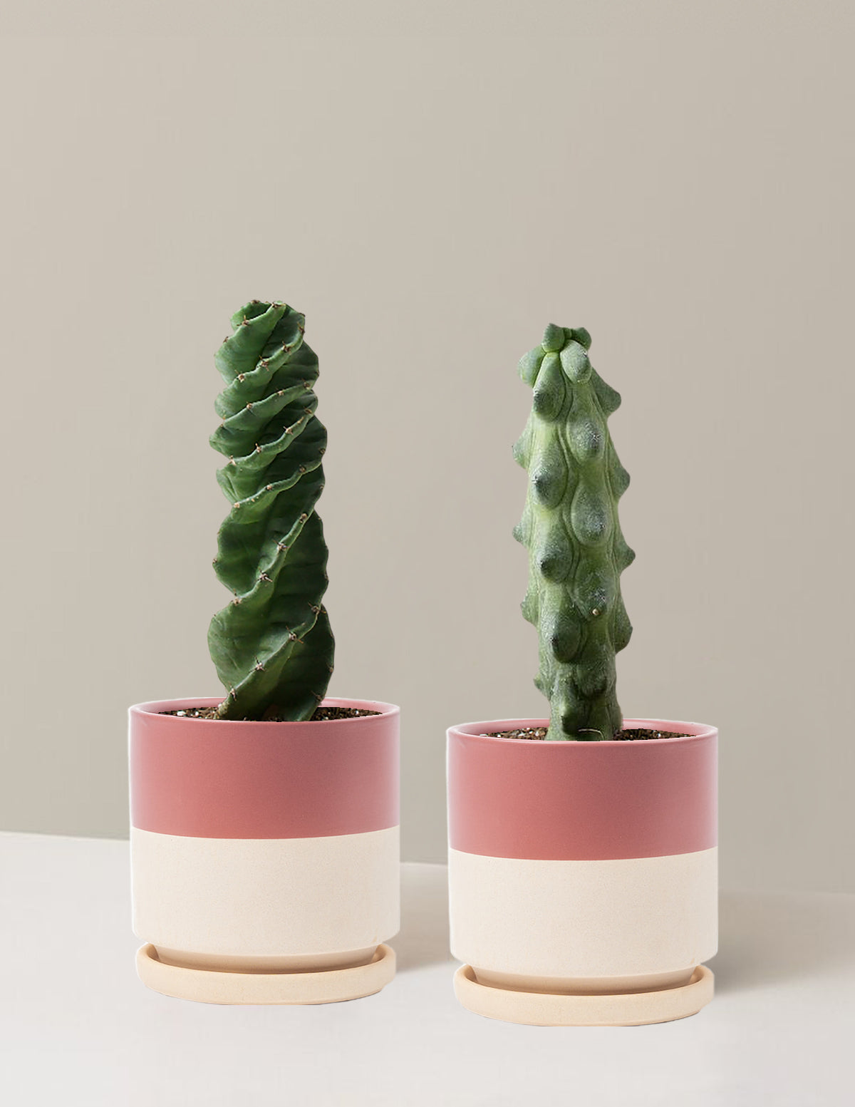 The Rare Cactus Duo