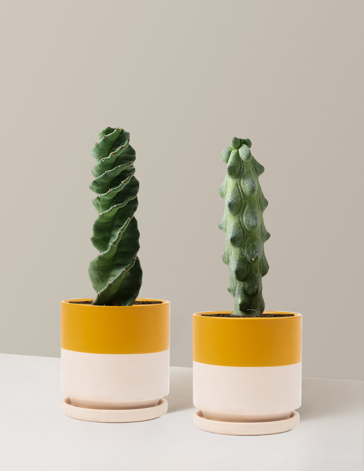 The Rare Cactus Duo