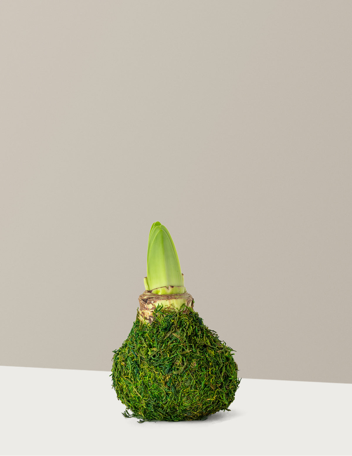 Waxed Amaryllis Bulb