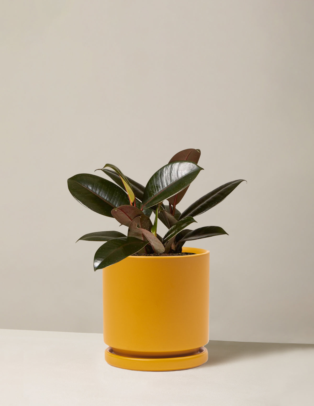 Ficus Burgundy Rubber Plant