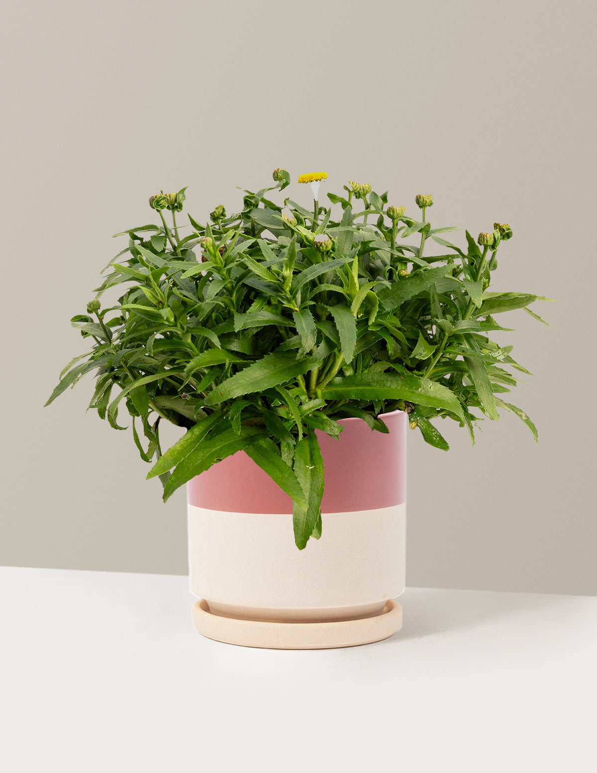 Shortstop™ Shasta Daisy