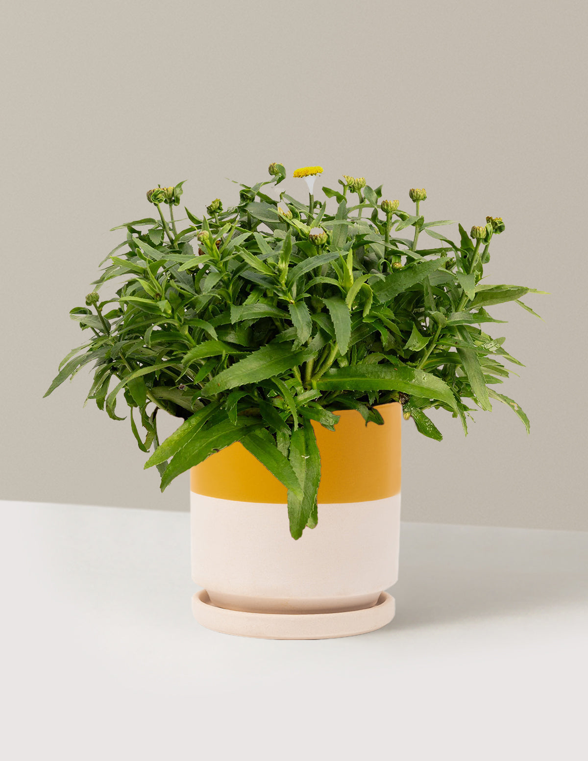 Shortstop™ Shasta Daisy