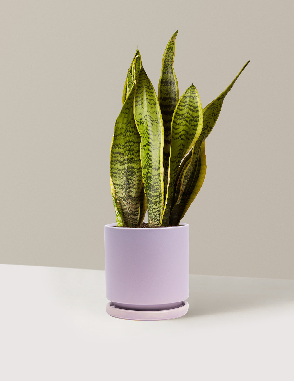 Snake Plant Laurentii
