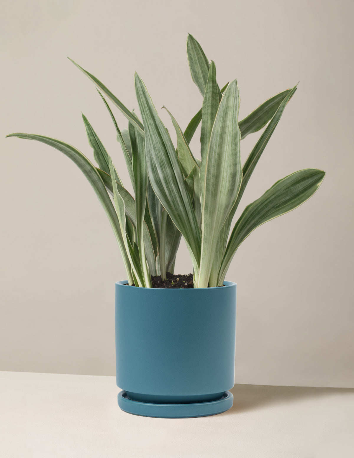 Snake Plant Sayuri