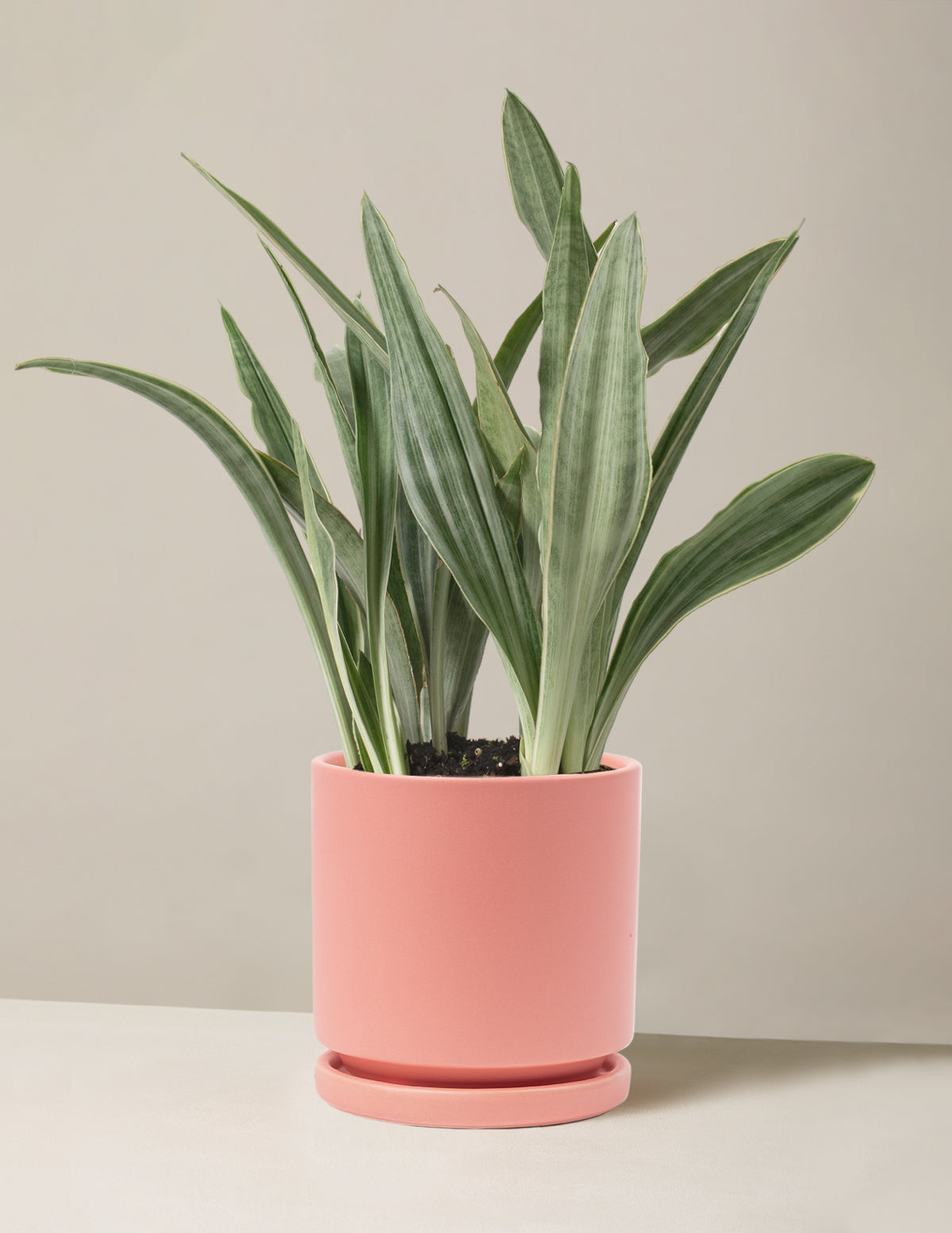 Snake Plant Sayuri
