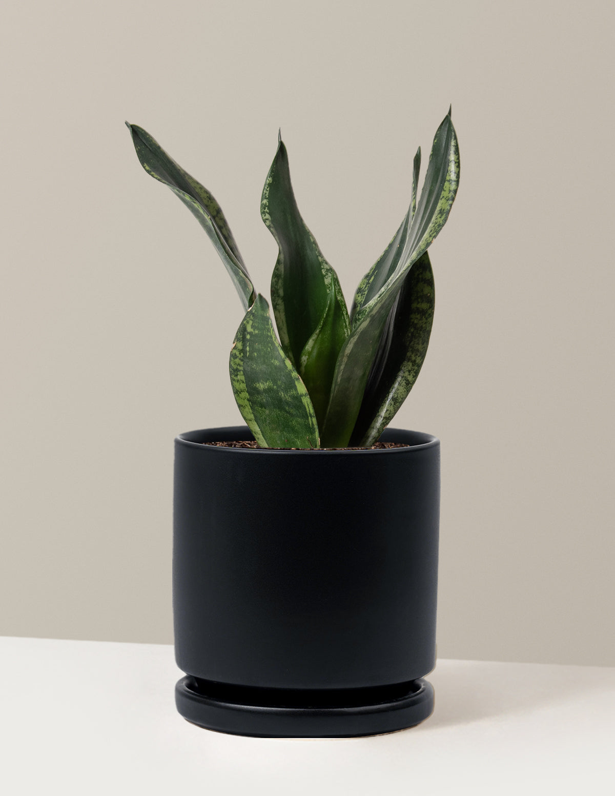 Snake Plant Silver Flame