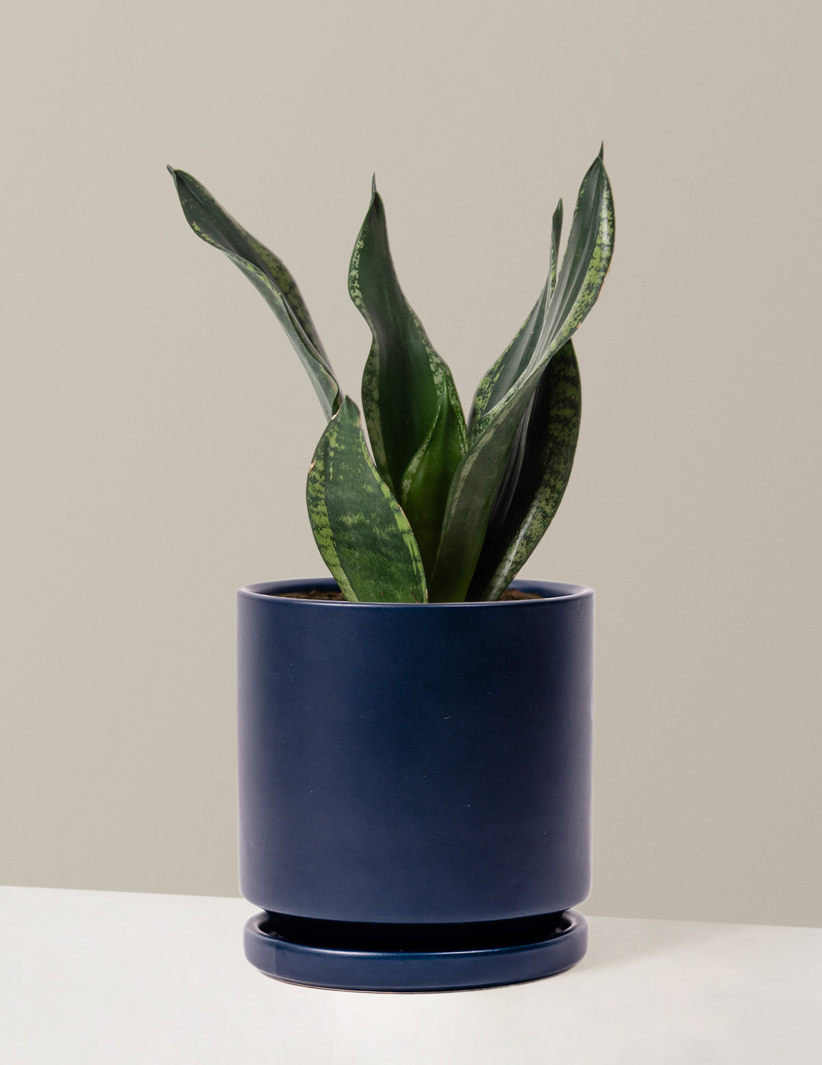 Snake Plant Silver Flame
