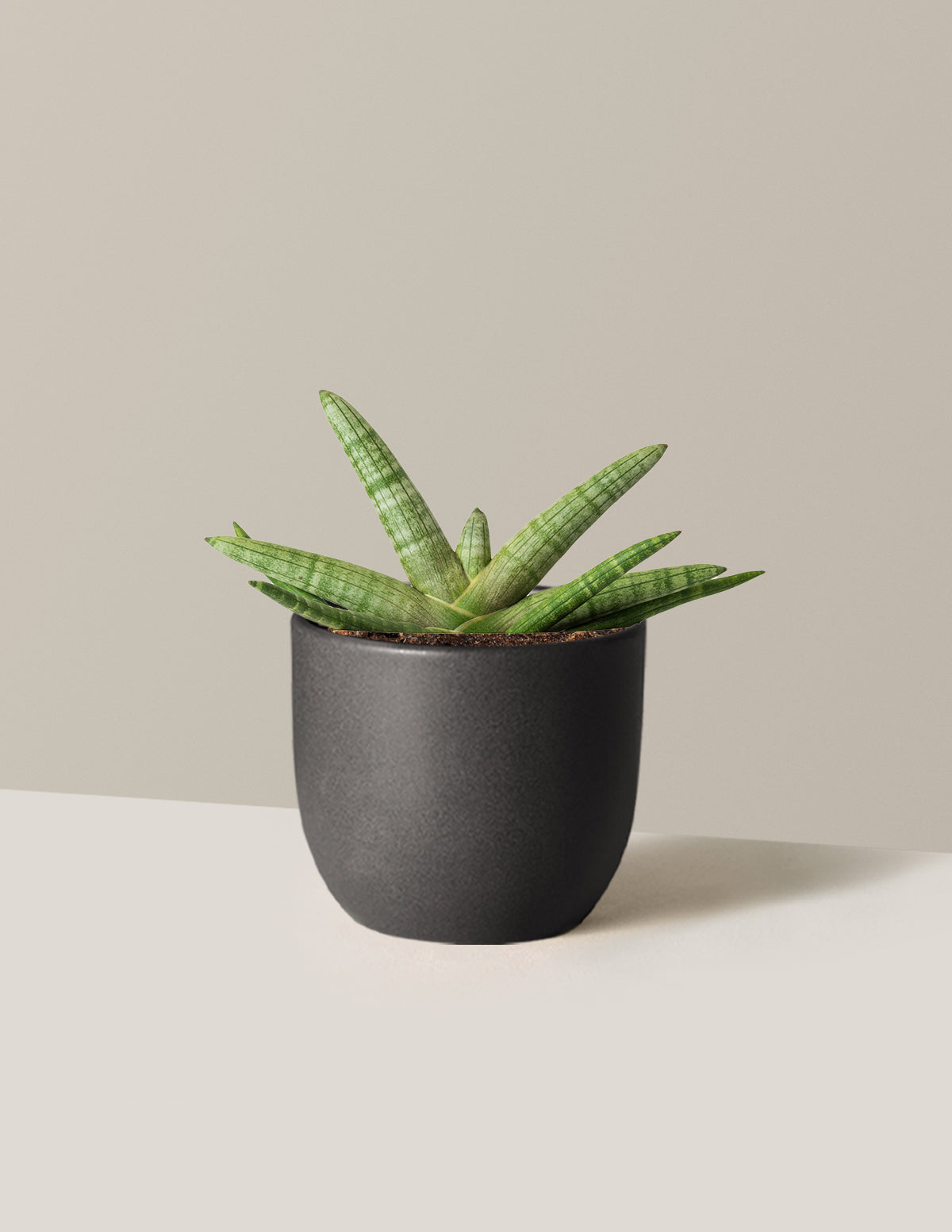 Snake Plant Starfish