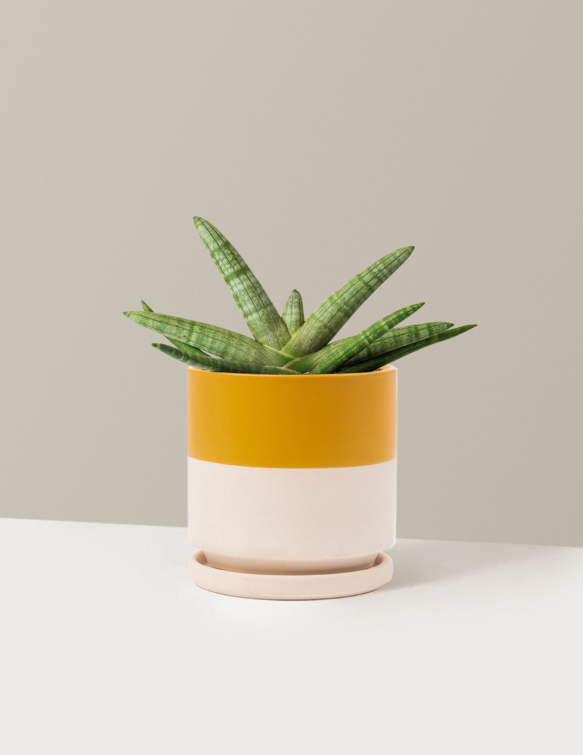 Snake Plant Starfish