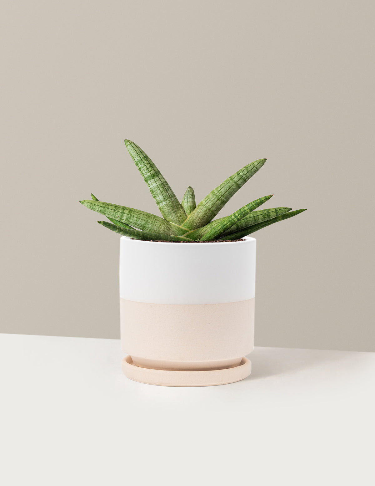Snake Plant Starfish