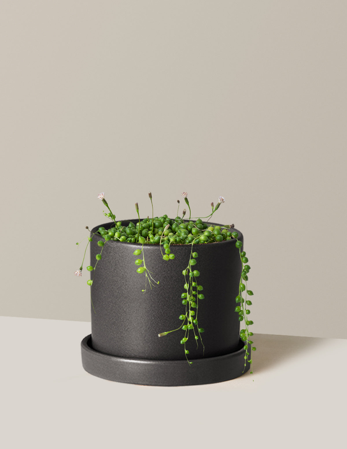 String of Pearls