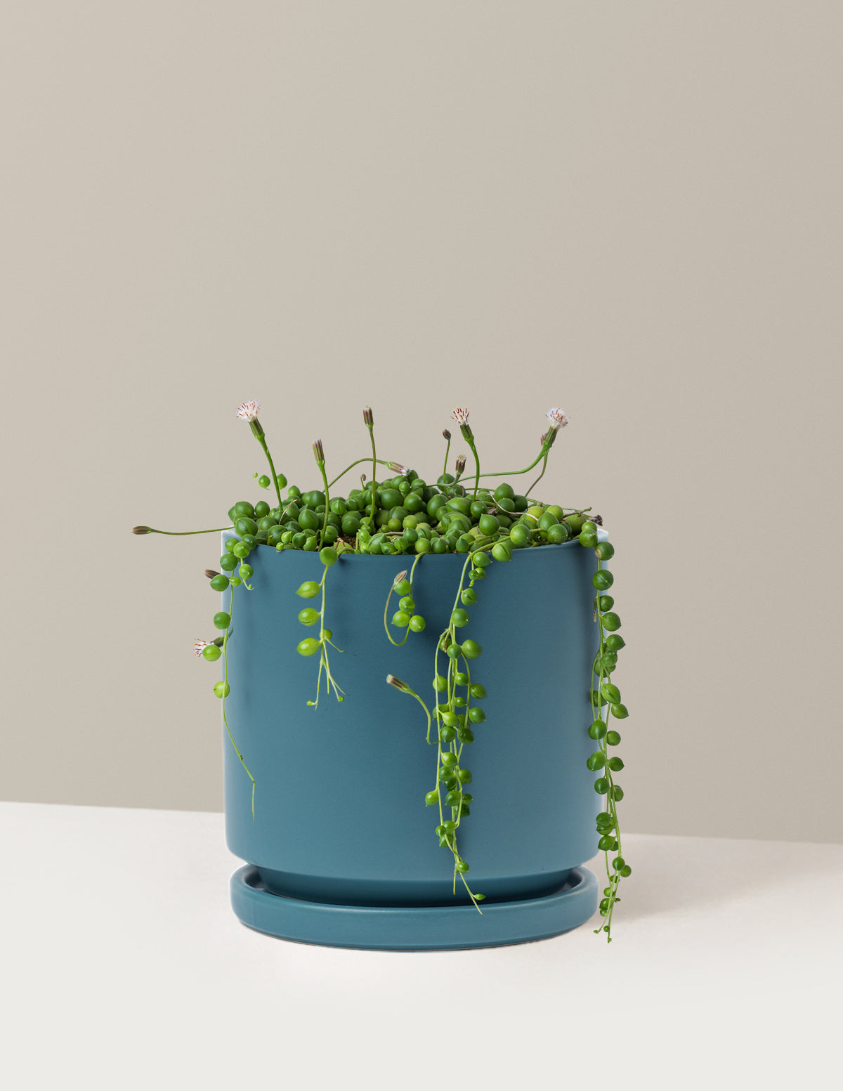 String of Pearls