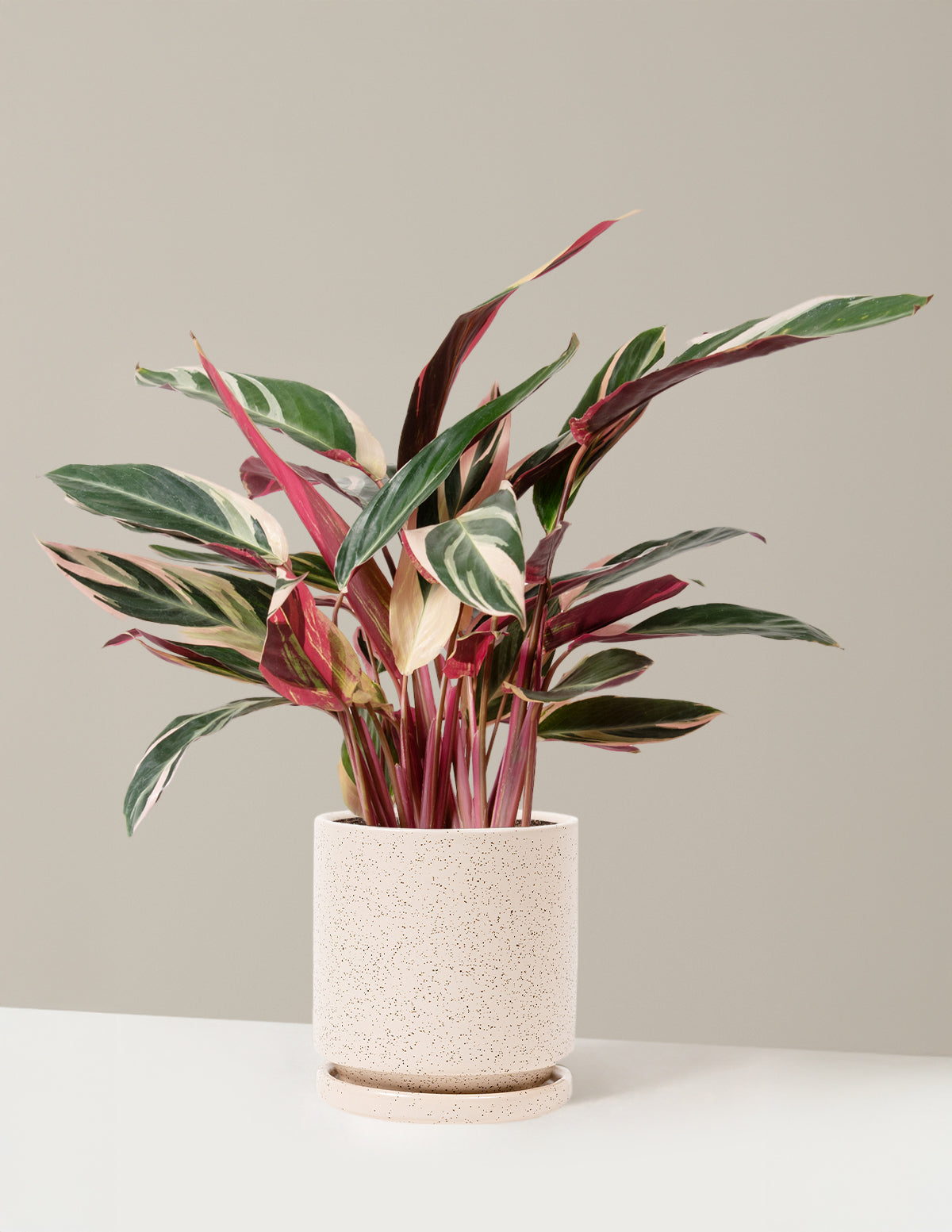 Plant Of The Month Club