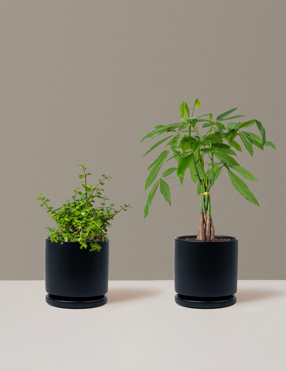 Prosperity Duo