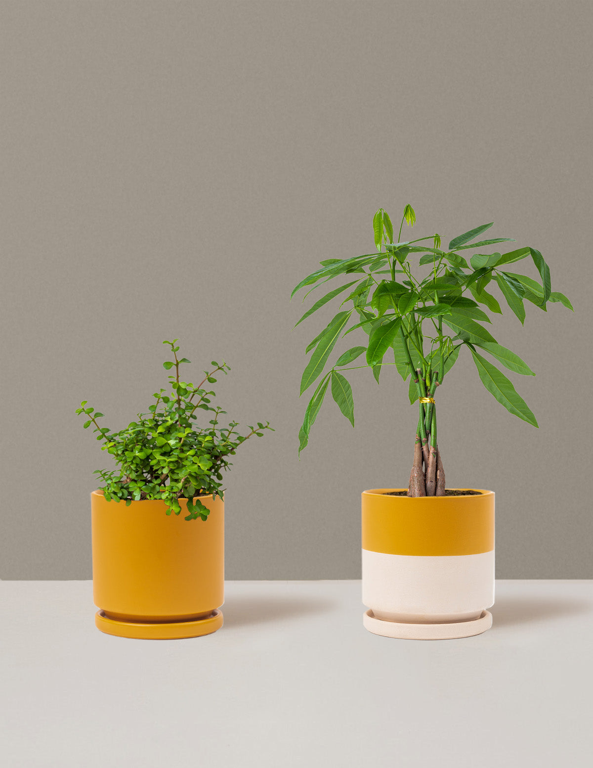 Prosperity Duo