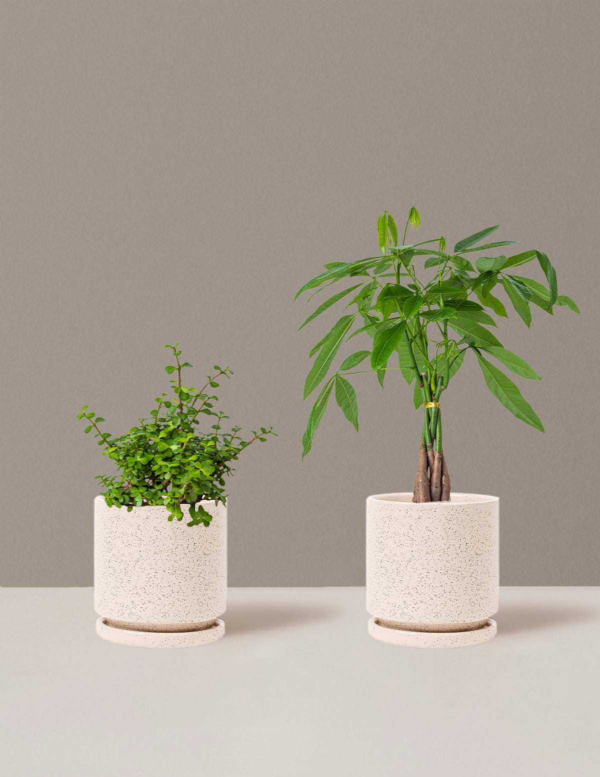 Prosperity Duo