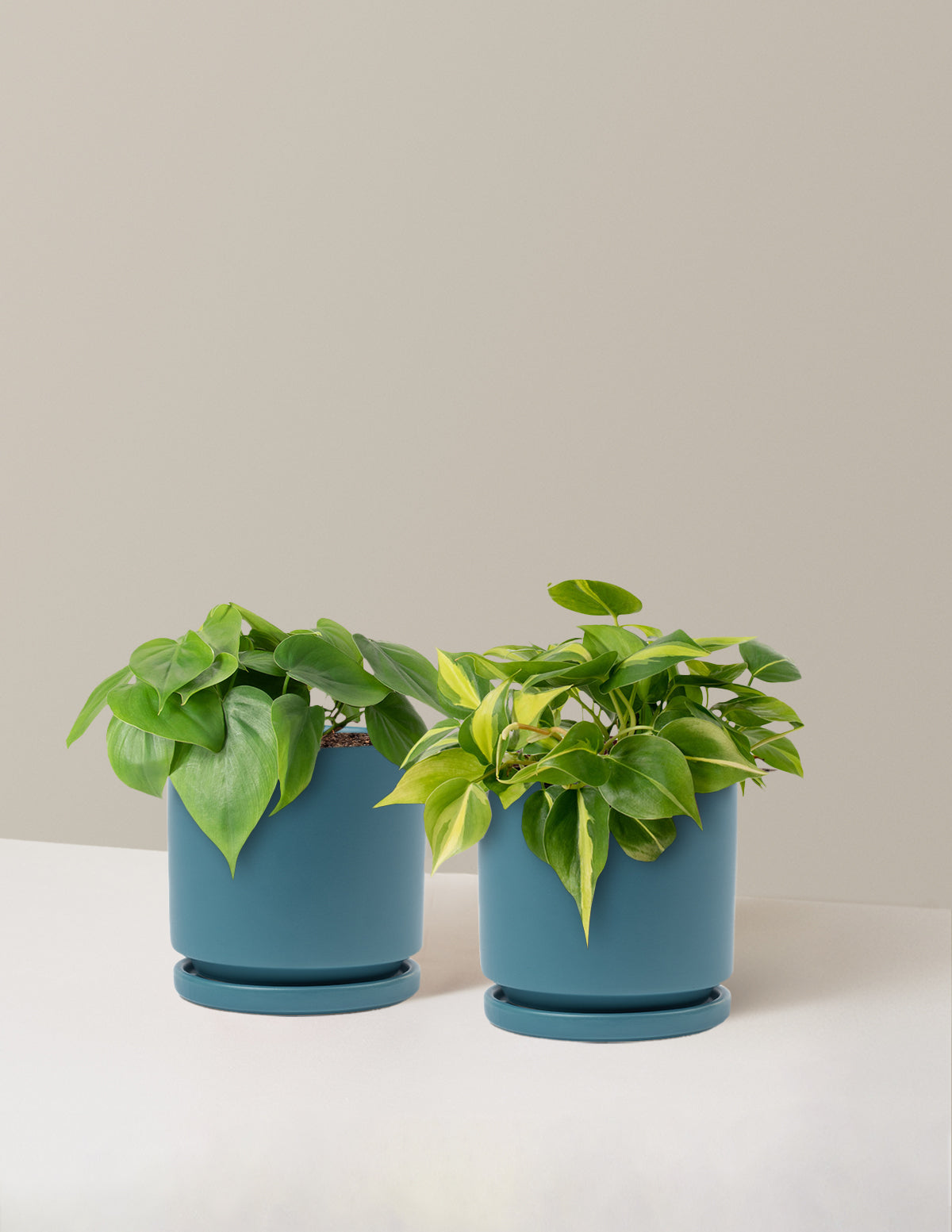 The Trailing Philodendron Duo
