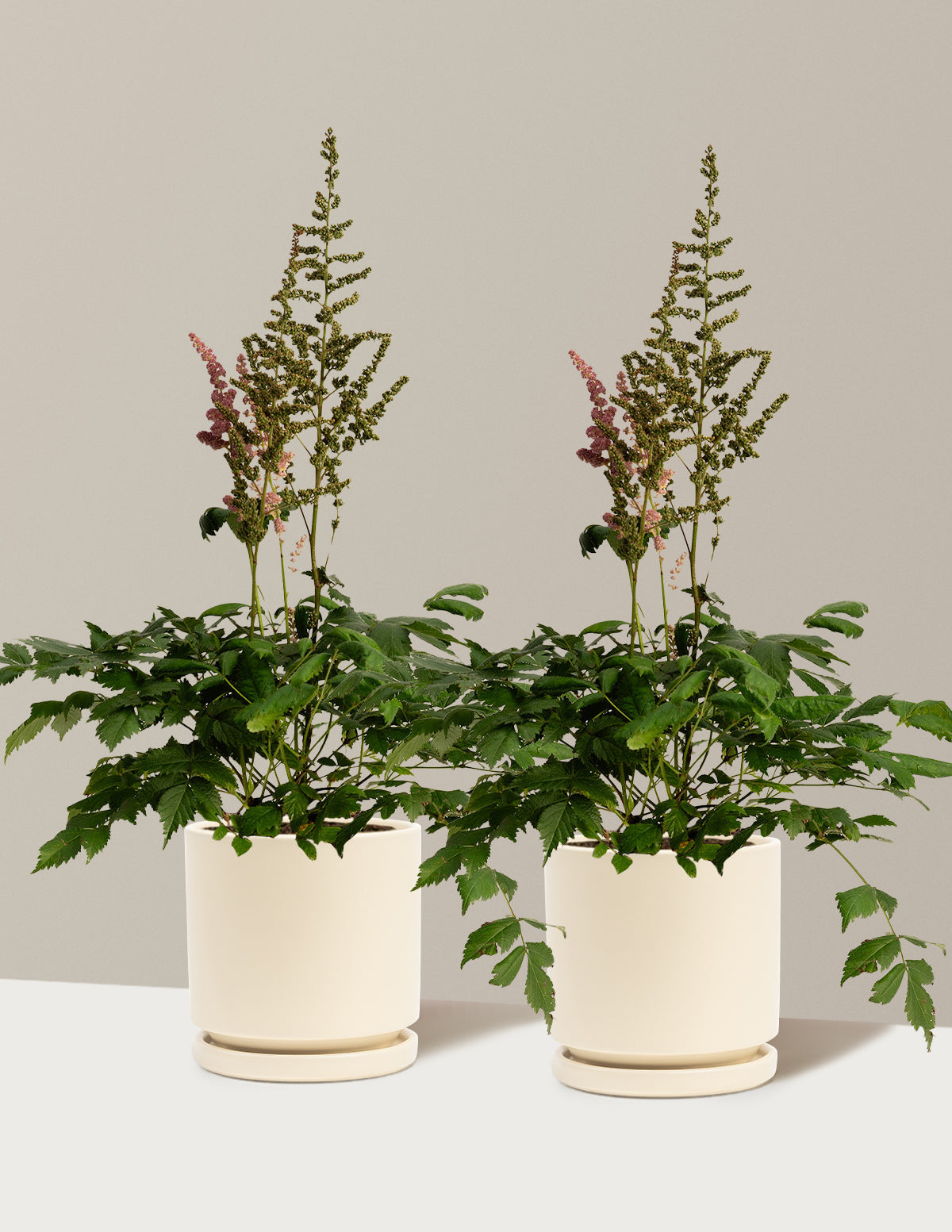 Vision in Pink Astilbe