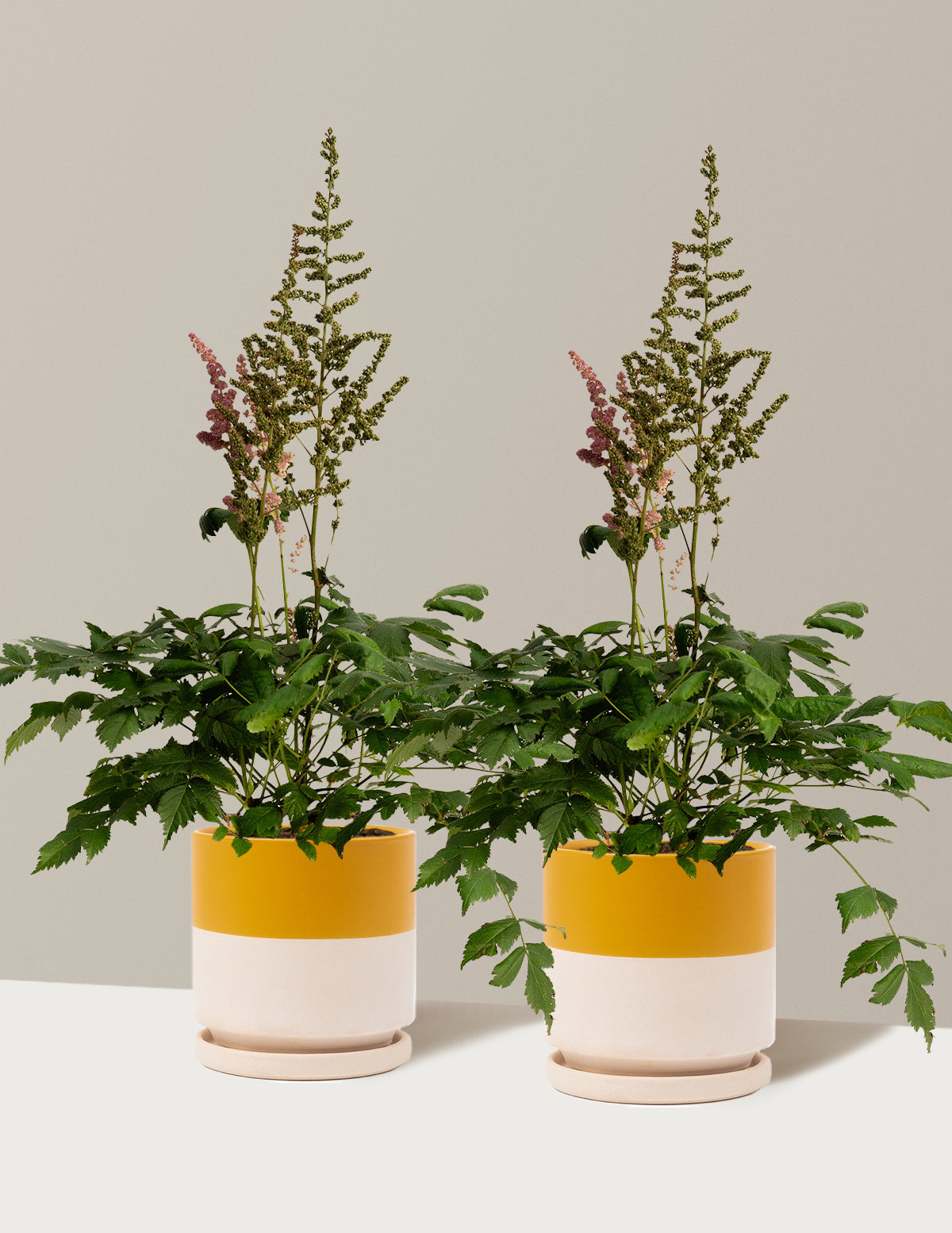 Vision in Pink Astilbe