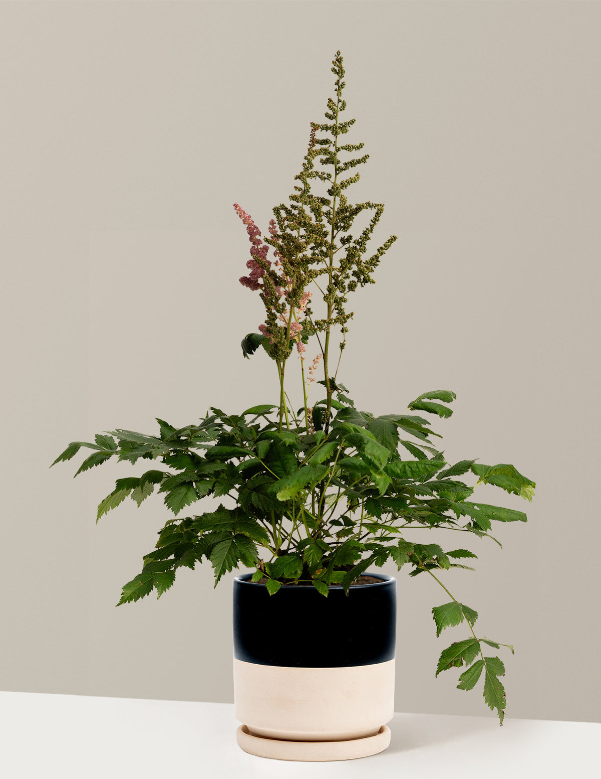 Vision in Pink Astilbe