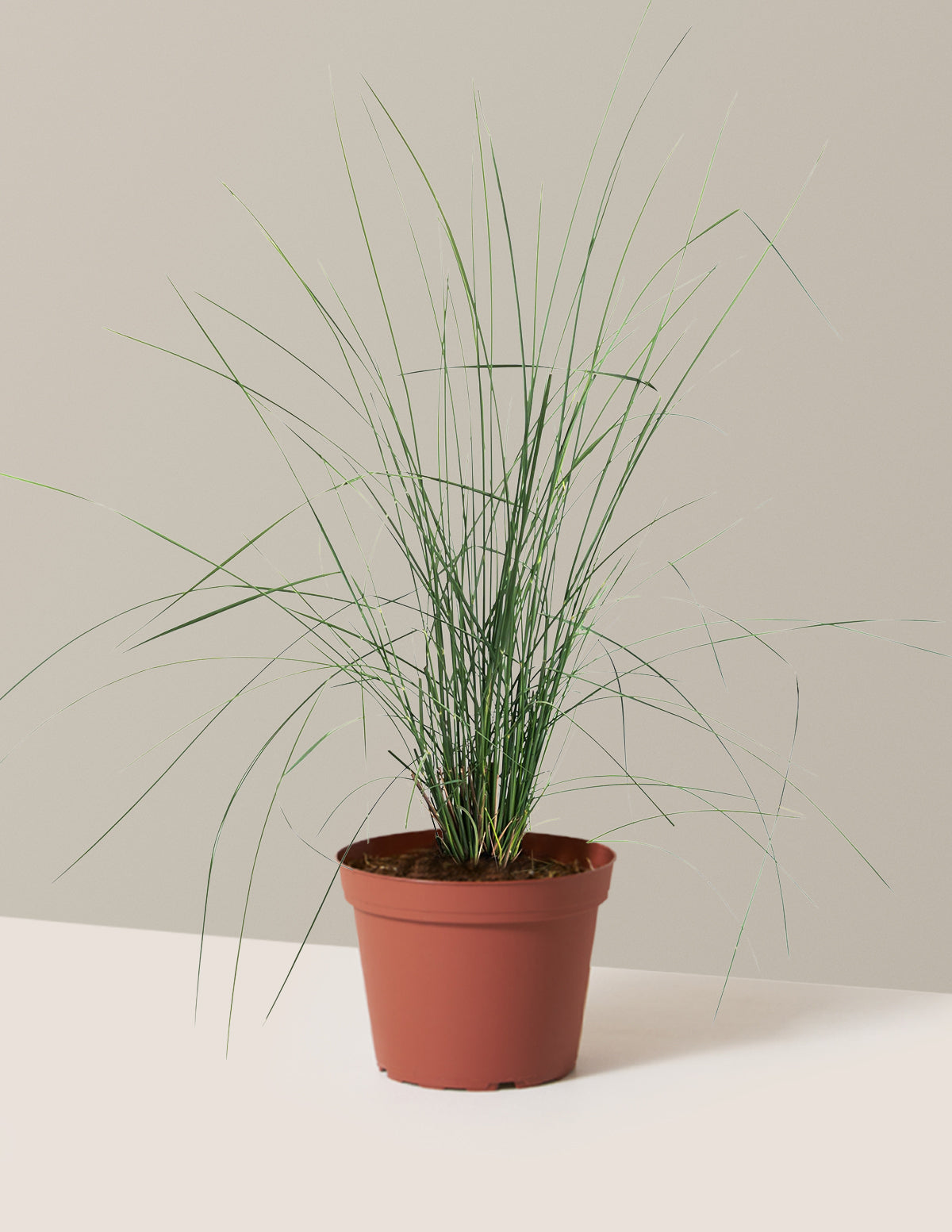 White Cloud Muhly Grass