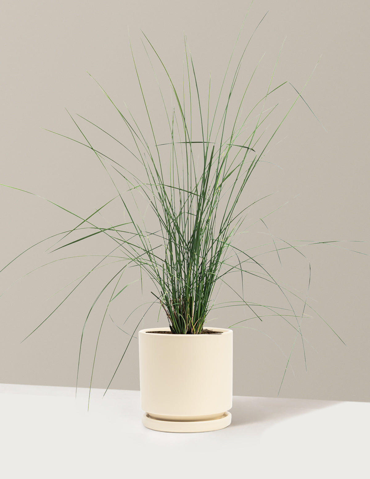 White Cloud Muhly Grass