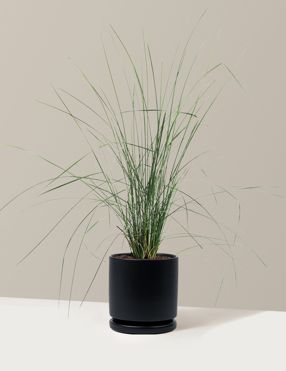 White Cloud Muhly Grass