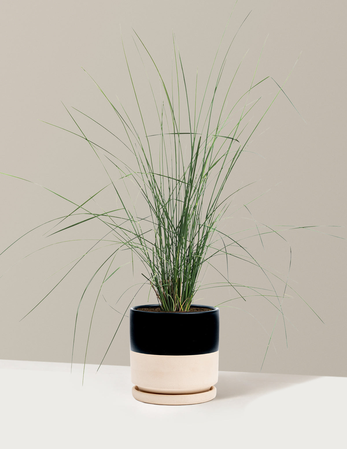 White Cloud Muhly Grass