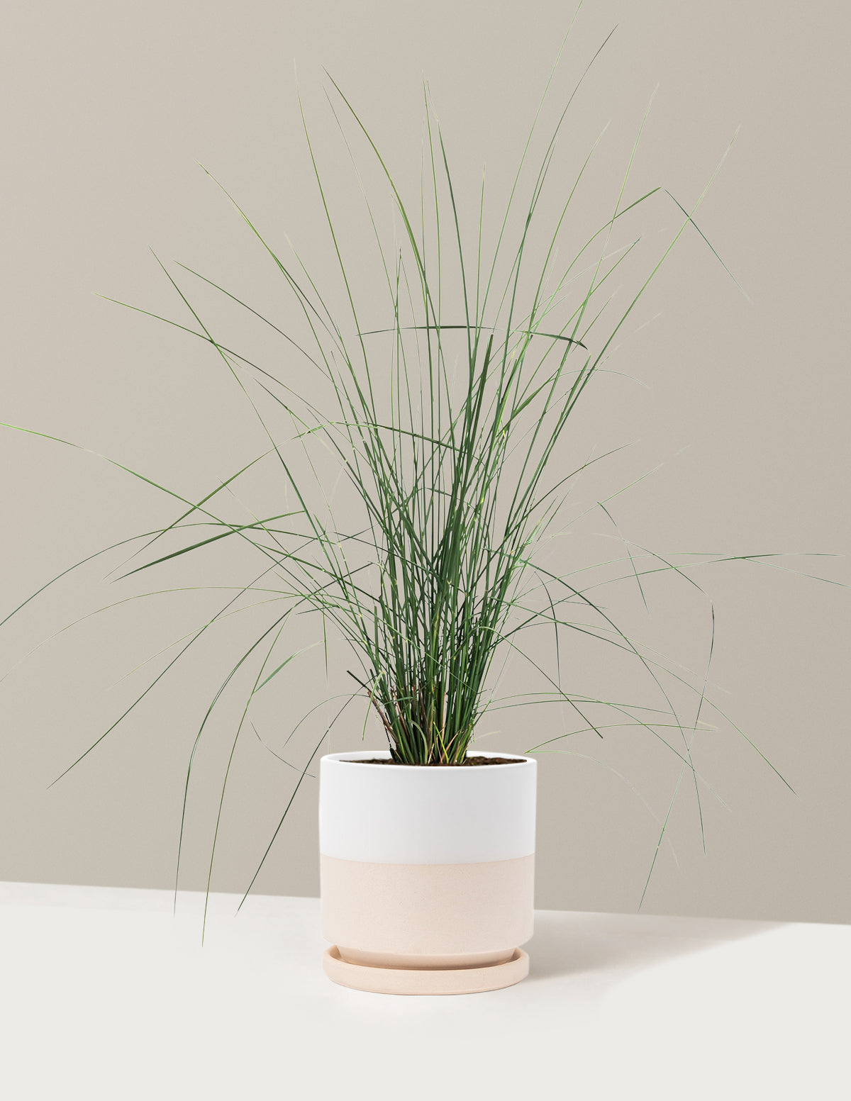 White Cloud Muhly Grass