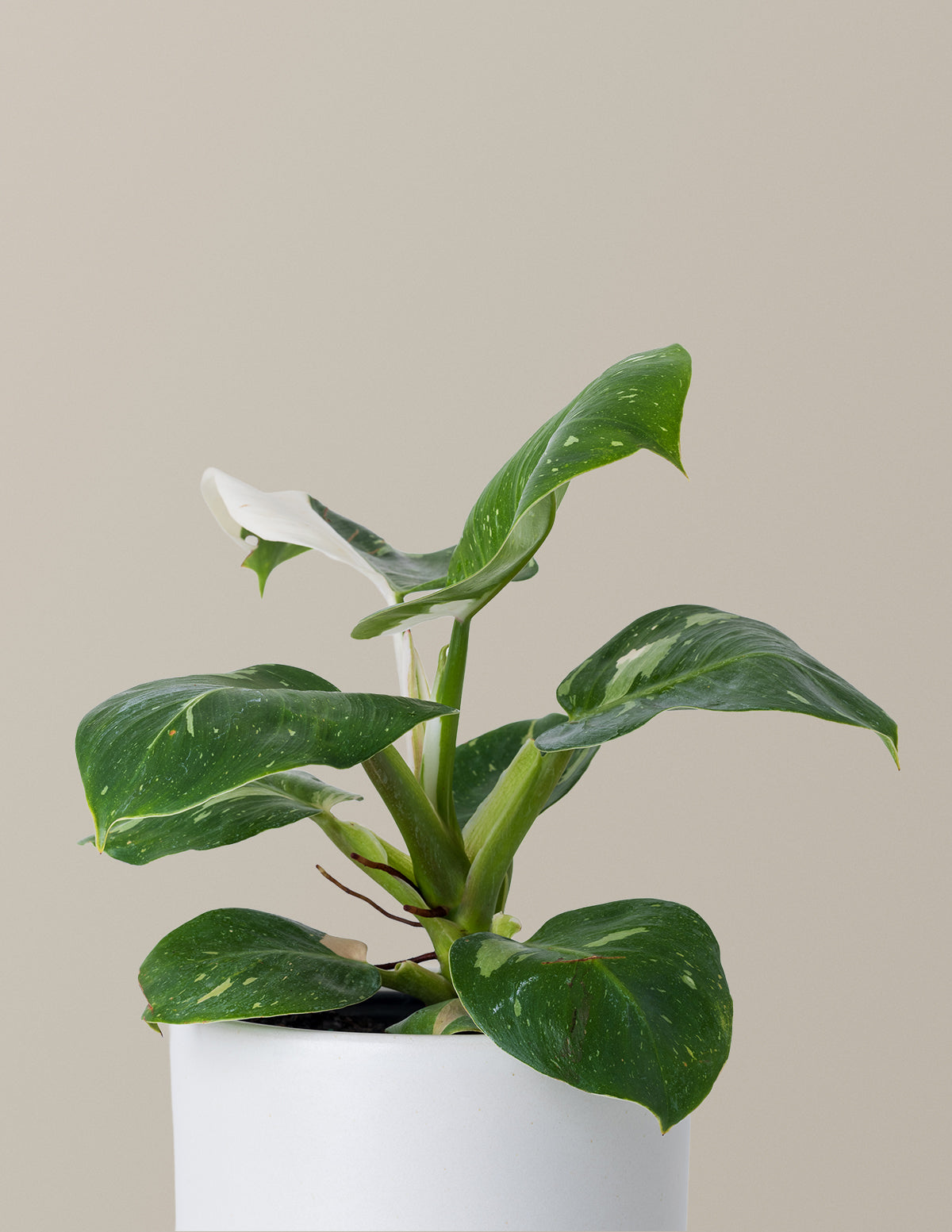 Philodendron White Knight