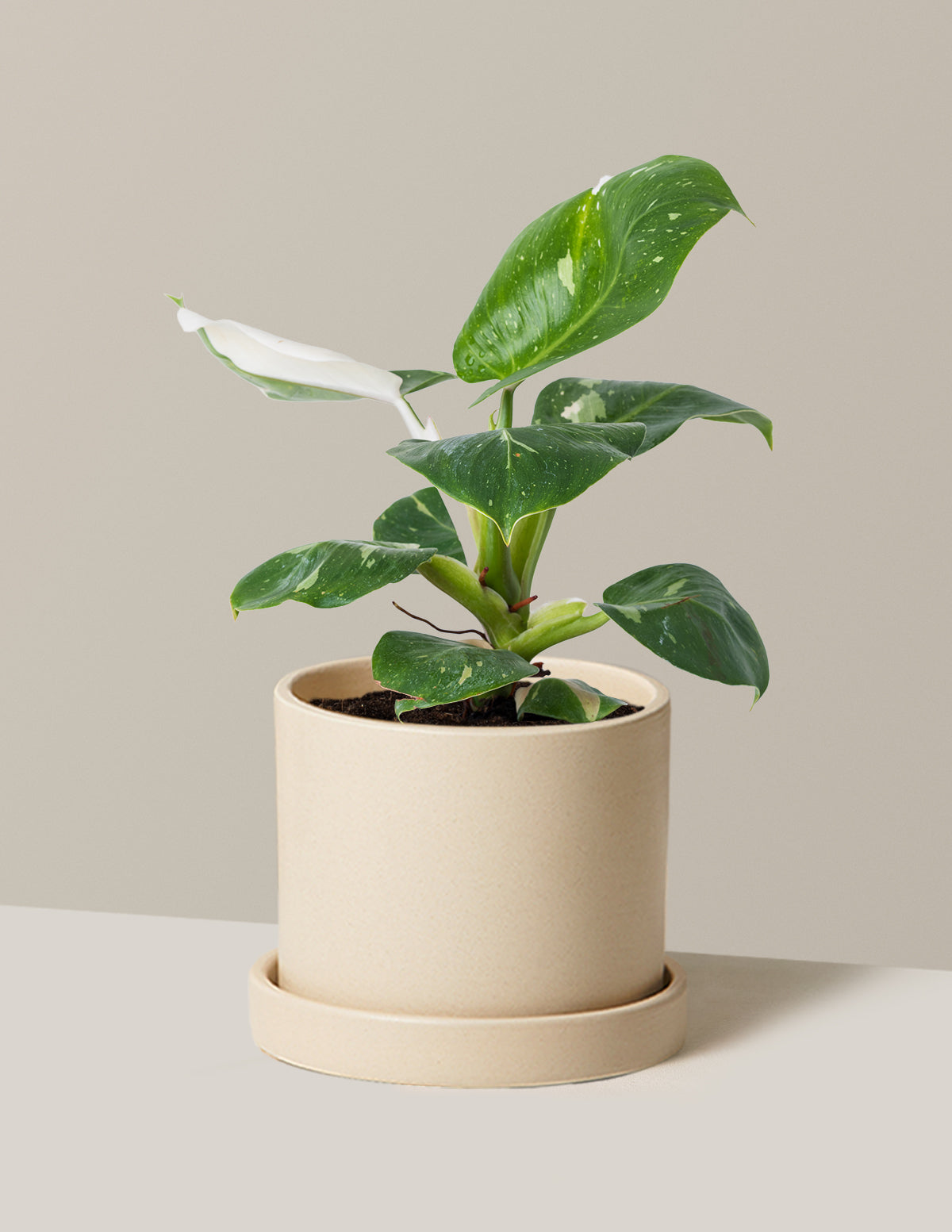 Philodendron White Knight