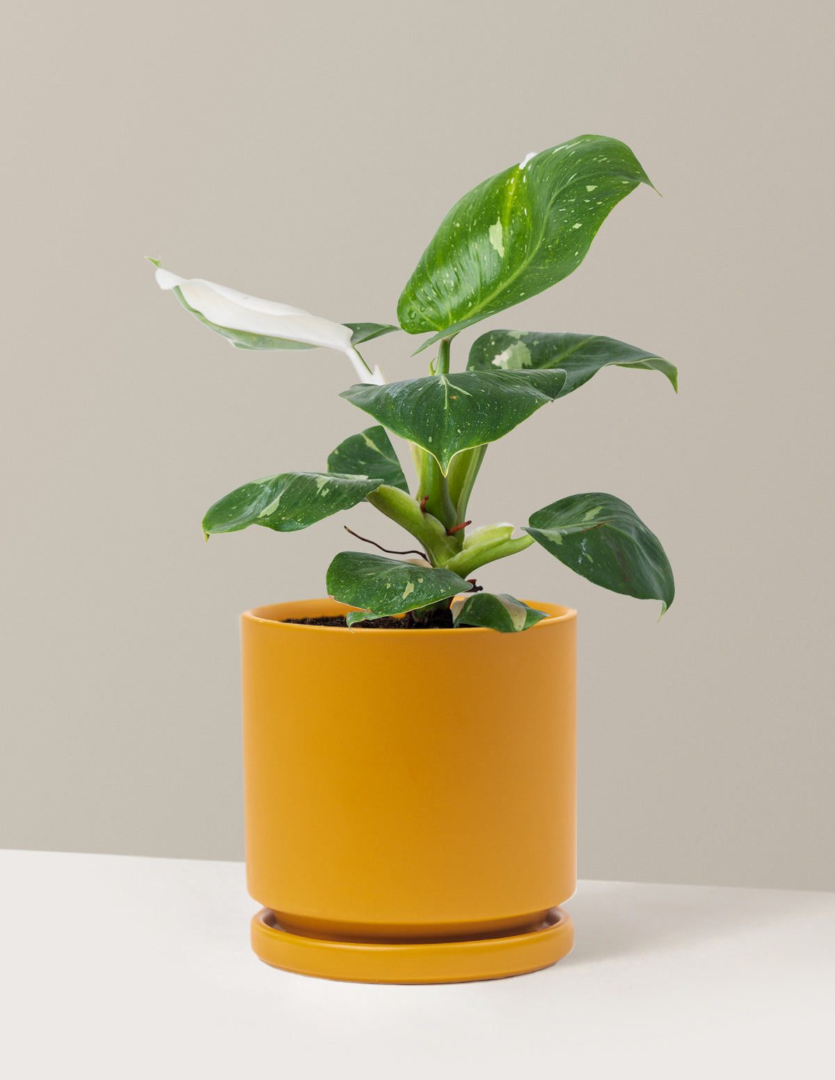Philodendron White Knight