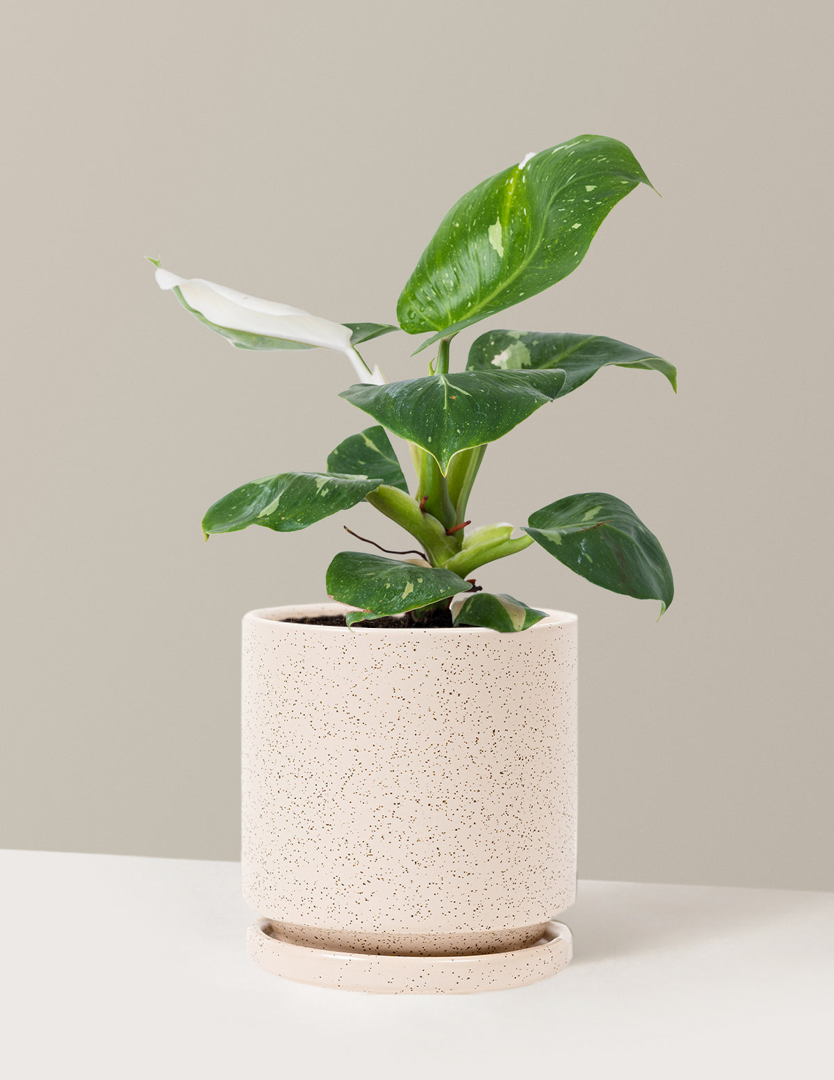Philodendron White Knight