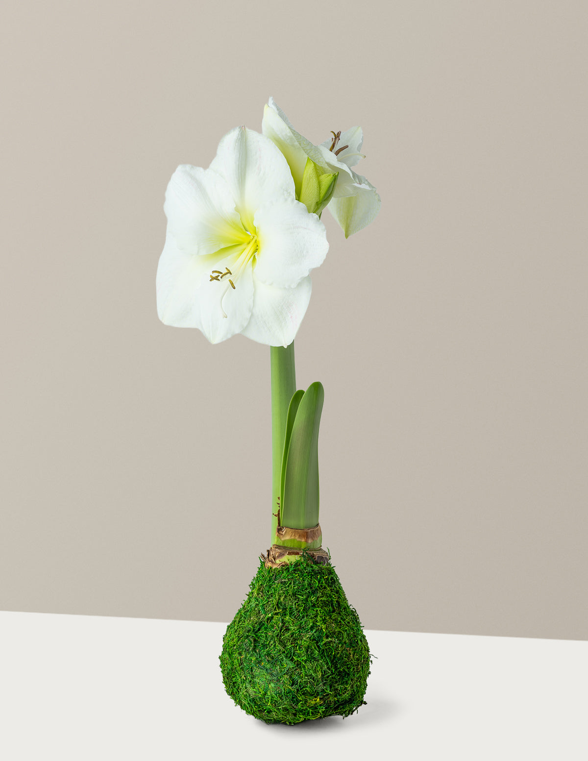Waxed Amaryllis Bulb