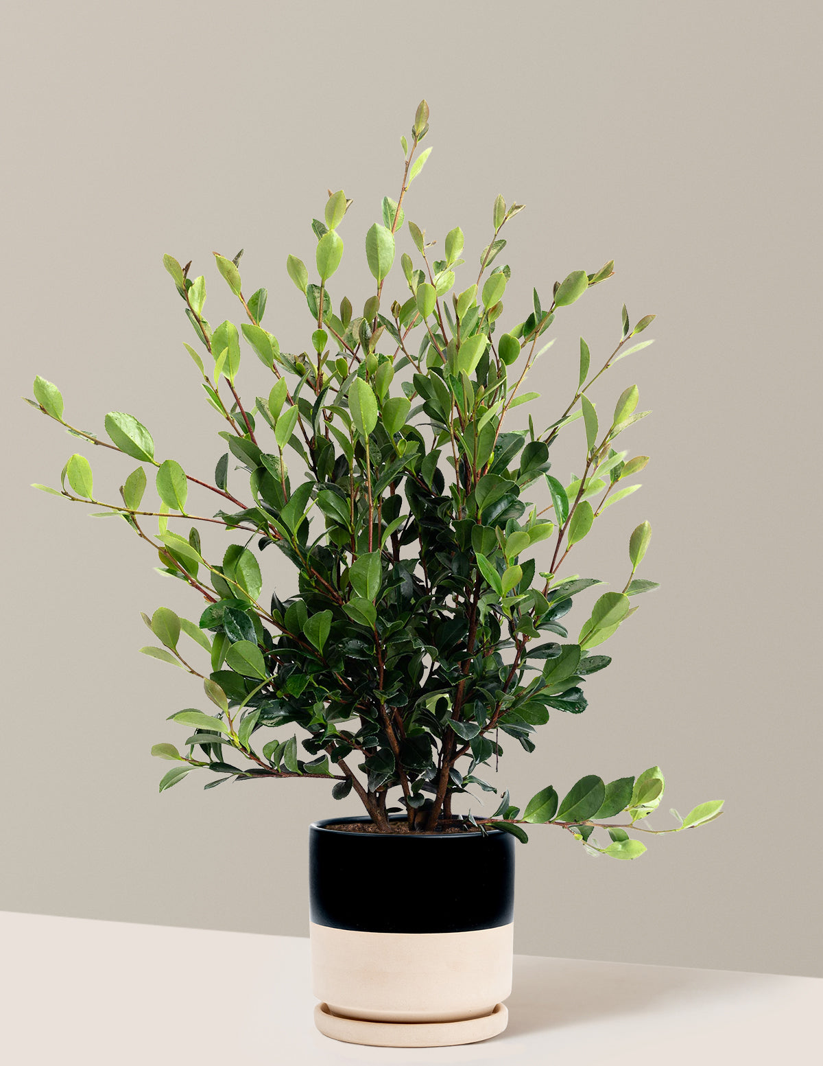 Yuletide Camellia