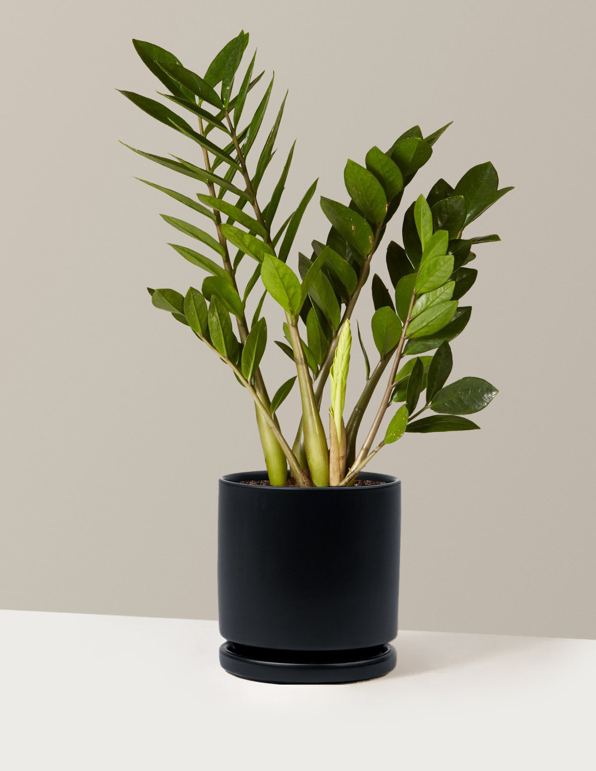 ZZ Plant